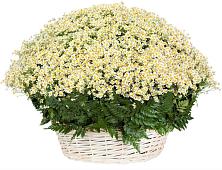 Цветочная композиция из Ромашки в корзине #REPLACE_PRED# Сернуре